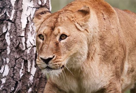 Lioness With Scar Stock Image Image Of Lying Endangered 54208863