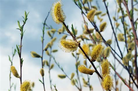 50 000 Free Pussy Willows Branches Willow Images Pixabay