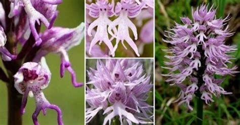 Naked Man Orchid Origin Uses Propagation The Gardeners World