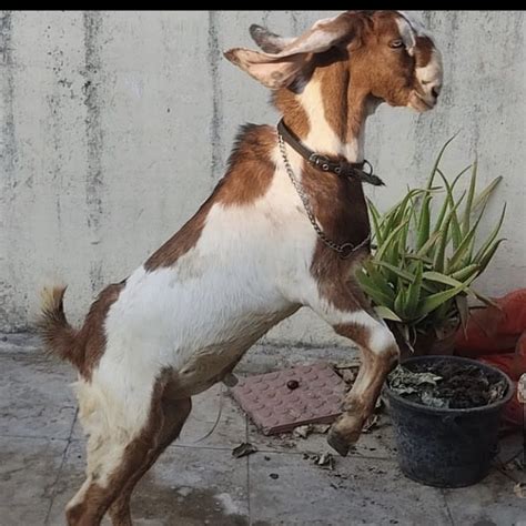 Altaf Hyderabadi Goats Youtube