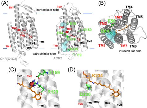 Homology Model Structure Of Acr2 A Crystal Structure Of The Chimeric