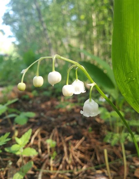 Королевский Ландыш купена (23 фото) » НА ДАЧЕ ФОТО