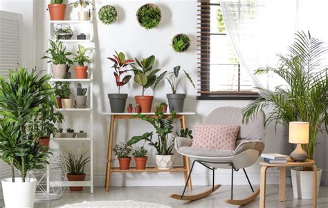 8 Best Indoor Plants For Small Spaces - Indoor Plants