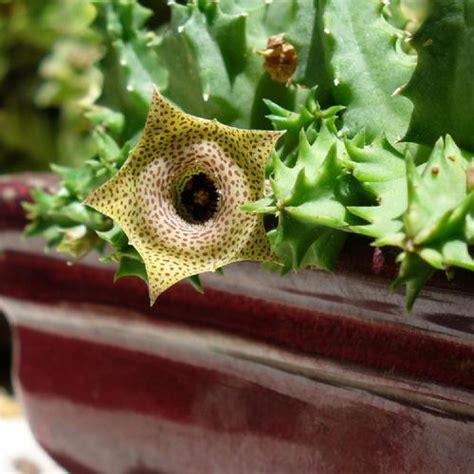 Ceropegia Thuretii