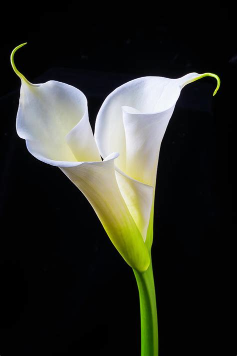 Two Beautiful Calla Lilies Photograph By Garry Gay