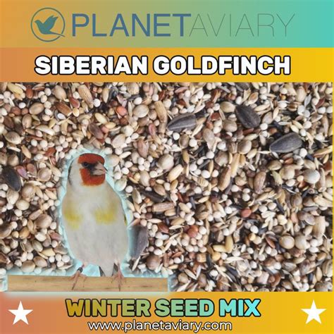 Siberian Goldfinch Winter Seed Mix Planet Aviary