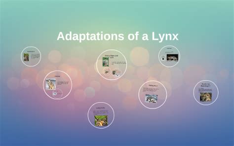 Adaptations of a Lynx by on Prezi