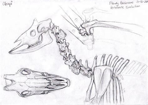 Okapi anatomy by RiverRaven on DeviantArt