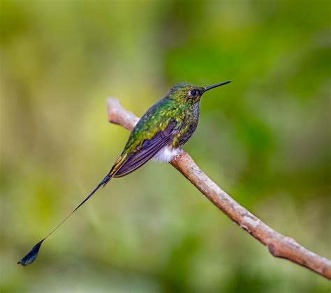 White-booted Racket-tail - Owen Deutsch Photography