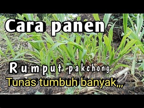 Pakan Hijauan Rumput Pakchong Satu Rumpungnya Super Mantap Youtube