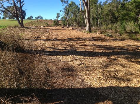 Exotic Pine Trees Removed Riparian Land Along Obi Obi Cree Flickr