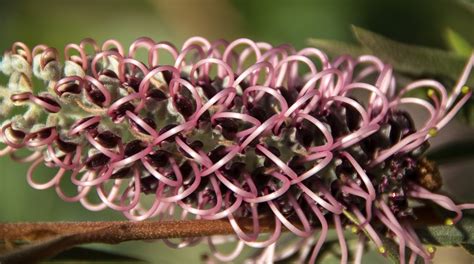 Grevillea Flower Australian Free Photo On Pixabay