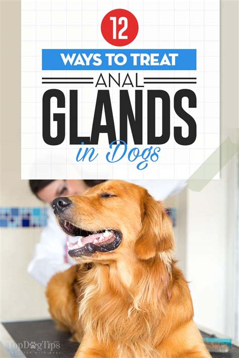 Dog Anal Glands: 12 Preventions and Treatments (Video Included)