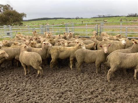 Lot Mixed Sex Suckers AuctionsPlus
