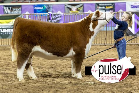 Cattlemens Congress Junior Mini Hereford Females The Pulse