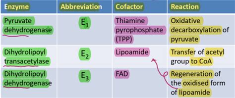 Bcp Pyruvate Dehydrogenase Complex And The Citric Acid Cycle Flashcards