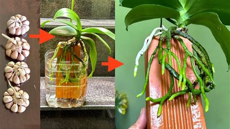 How To Quickly Revive Rotten Orchids With Strong Roots Garden Home Expert