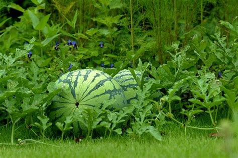 6 Quick Tips for Growing Watermelon from Seeds | Be Self Sufficient