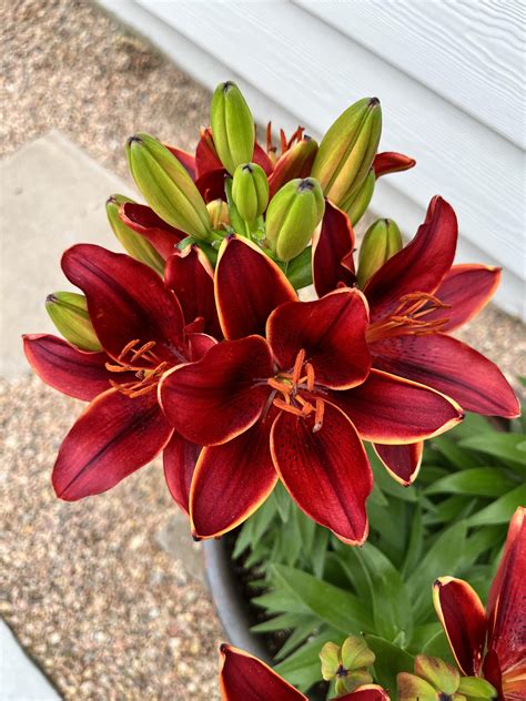 Did not think these potted lilies would come back after a Colorado