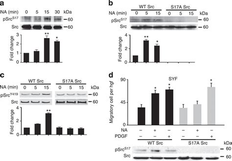 NA-induced SrcS17 phosphorylation on SYF cells is required for Src ...