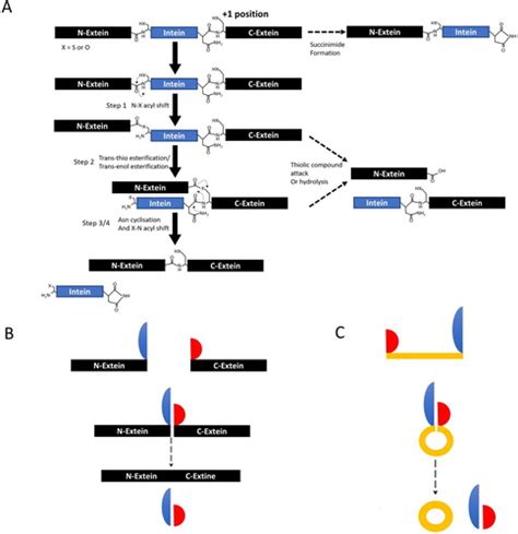 Full Article Engineered Biosynthesis Of Cyclotides