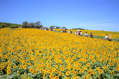 観光農園花ひろば（ひまわり畑）愛知県知多郡南知多町の観光・撮影スポットの名所 東海カメラマップ