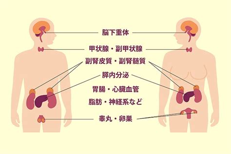 内分泌五反田糖尿病甲状腺内科ひだまりクリニック下垂体