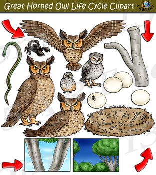 Great Horned Owl Life Cycle Clipart By I 365 Art Clipart 4 School