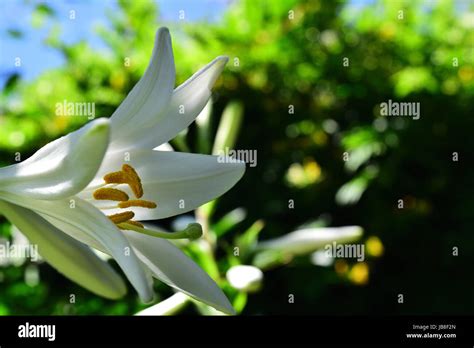 St Joseph Flower Stock Photos And St Joseph Flower Stock Images Alamy