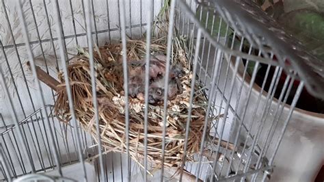 Амадины пополнение в семье. Размножение амадинов и их содержание. Чем ...