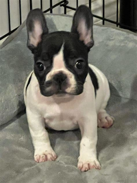 Quality French Bulldog Puppies | Dogs & Puppies for Rehoming ...