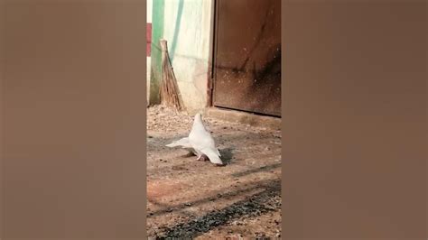 Pigeon Kissing And Mating 2 Stylish Pigeon 2021 Youtube