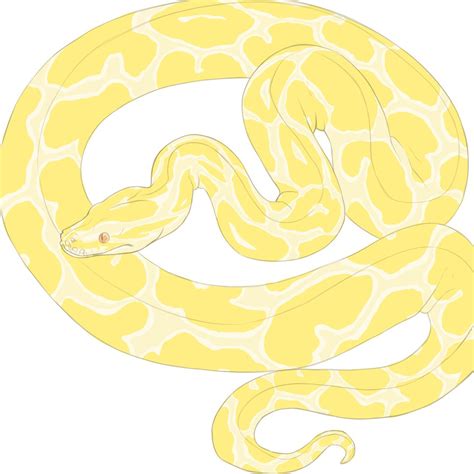 Burmese Python Drawing at GetDrawings | Free download