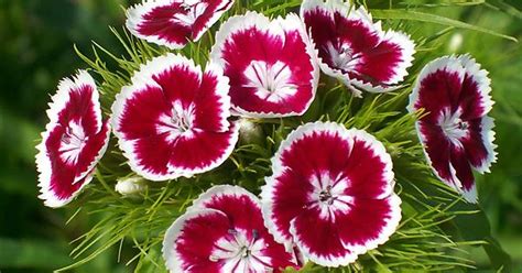 Sweet William Album On Imgur