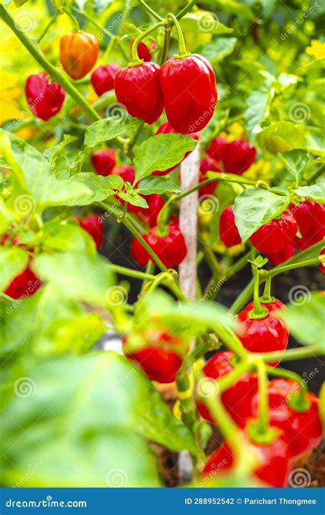 Farm Delights: Exploring the World of Red Tomatoes Stock Photo - Image ...