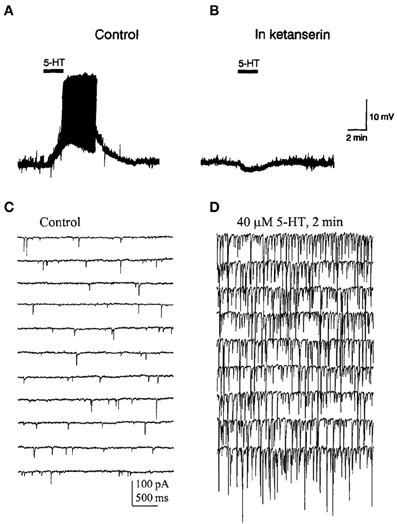 A Bath Application Of 5 Ht Evoked A Depolarization And Induced Firing