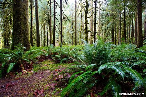 Framed Photo Print Picture Of Temperate Rainforest Mossy Trees Ferns