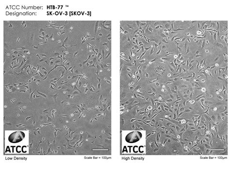 细胞培养与转染 青木生物 细胞培养与免疫检测工具