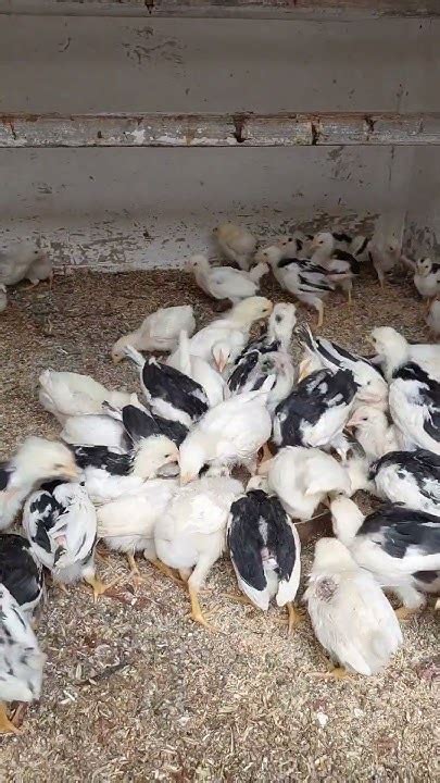 МЕШАНКА ДЛЯ ЦЫПЛЯТ ! 13.08.2024 год. - YouTube