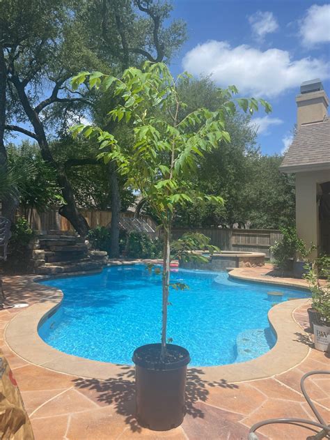 jamaican cherry tree 2