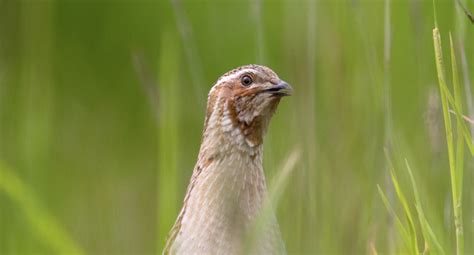 Birdtrack Migration Bto British Trust For Ornithology