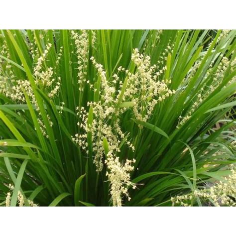 lomandra hystrix  cricket vegetable seeds heirloom hybrid