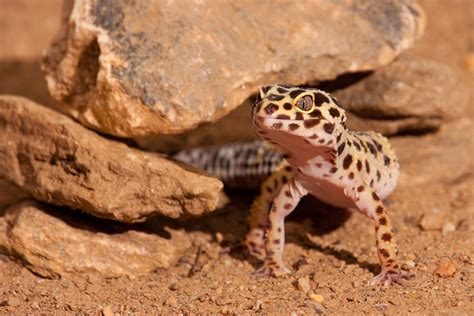 How To Build A Favorable Habitat For Your Leopard Gecko