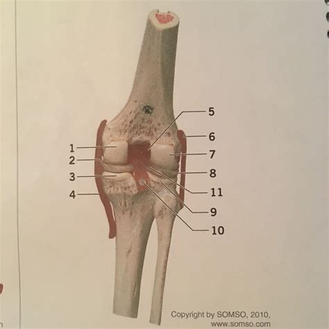 Knee Joint Posterior View Lab Book Practical 1 Diagram Quizlet