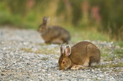 Snowshoe Hare Photo Alaska Carl Donohue Photography