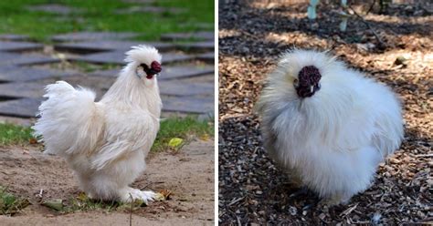 Silkie Rooster Characteristics: How to Tell a Rooster From a Hen ...