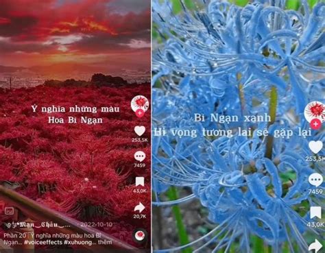 Trend hoa bỉ ngạn đang hot rần rần trên mạng xã hội là gì Saostar vn