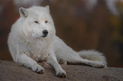 Arriba Images Informacion Sobre El Lobo Artico Viaterra Mx