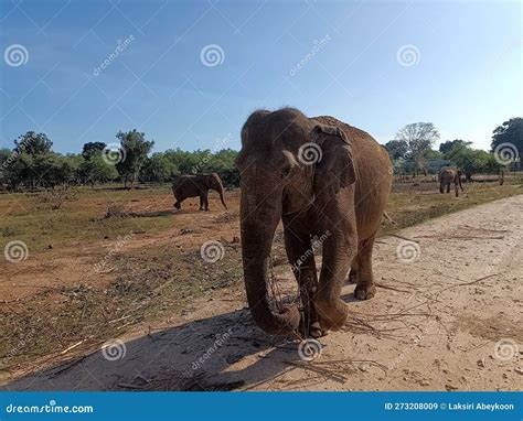 Sri Lankan Elephant In Ridiyagama Safari Parking Stock Image Image Of