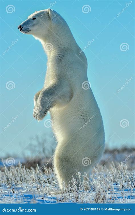 Polar Bear Standing On Look Out Stock Image Image Of Canada Look